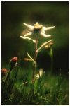 Edelweiss