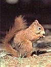 Eichh&ouml;rnchen