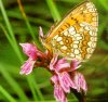 Schmetterling