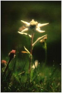Edelweiss