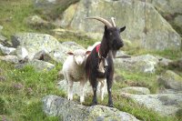 Besucher auf Schranni